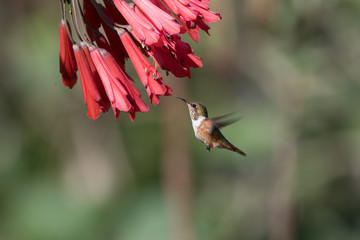Hummingbird(Trochilidae)Flying gems