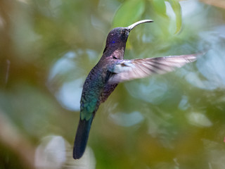Hummingbird(Trochilidae)Flying gems
