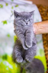 Kittens Scottish black and blue