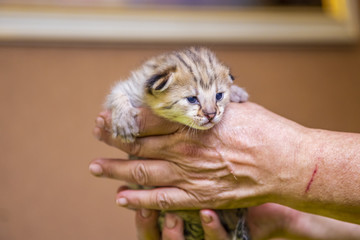 Spotted Savannah Kitten F1
