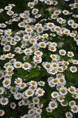 On the flower grows Pyrethrum cinerariifolium