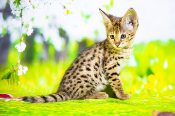 Spotted Savannah Kitten F1