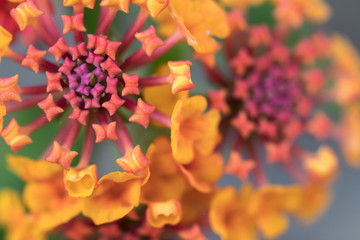 Macro shots of flowers.