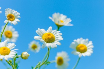 Naturally growing chamomile or daisy flowers