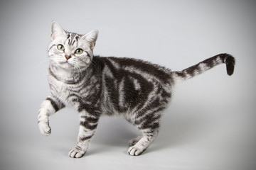 American shorthair cat on colored backgrounds