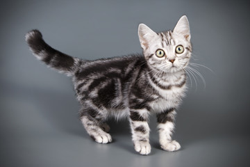 American shorthair cat on colored backgrounds