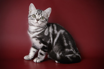 American shorthair cat on colored backgrounds