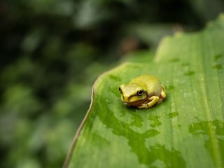 A small green tree frog sitting on a large leaf in a rain forest