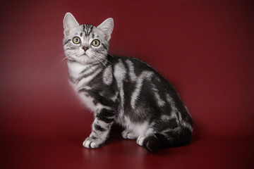 American shorthair cat on colored backgrounds