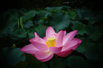 A lotus flower is surrounded by leaves