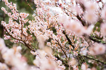 梅の花