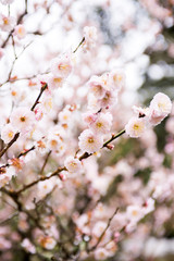 梅の花