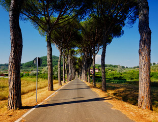 Pine Avenue Toscana