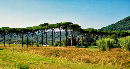 Fototapeta premium Pine Avenue Toscana