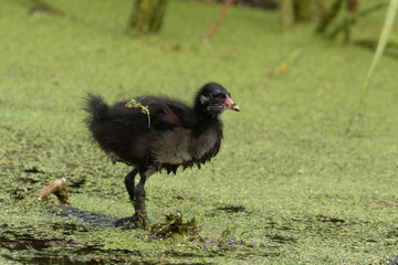 A common Moorhen Chick is looking for food.