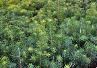 Seedlings of young pine trees