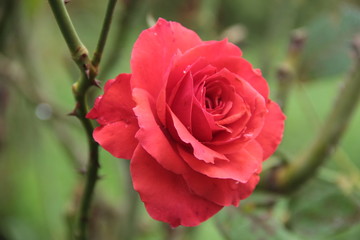 Rose Flowers