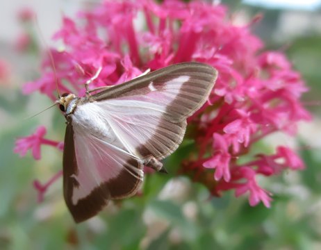 Papillon pyrale de buis (cydalima perspectalis) se nourrissant sur une fleur rose de  val&eacute;riane des jardins