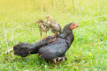 Chicks stand on the back of the hen.  and the morning green nature. With warm family