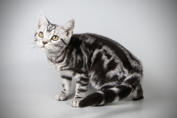 American shorthair cat on colored backgrounds