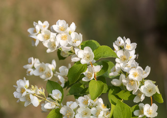 Beautiful blossoming branch of jasmine in garden
