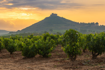 Vineyard with Davalillo castle as background, La Rioja, Spain - obrazy, fototapety, plakaty