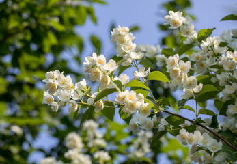 Beautiful blossoming branch of jasmine in garden