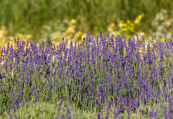  the flourishing lavender and oregano in the background