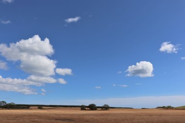 Obraz premium Harvest field under blue sky with fluffy white clouds