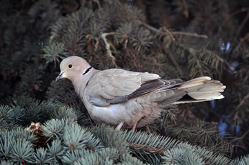 The turtledove sits on the branch of the spruce