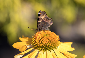 Painted Lady (Vanessa cardui), butterfly feeding on Black eyed Susan(Rudbeckia hirta), in garden