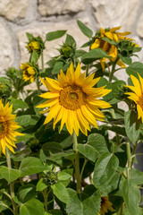Blooming sunflowers against the background of a limestone wall