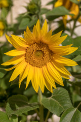 Blooming sunflowers against the background of a limestone wall