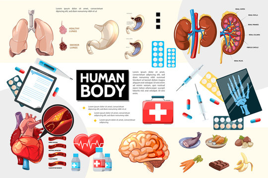 Cartoon Human Body Anatomy Infographics