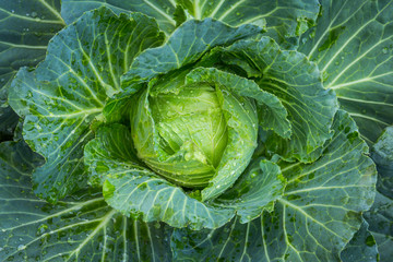 cabbage in the garden