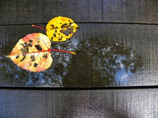 leaves fall from forest trees with water reflections on wooden floor.