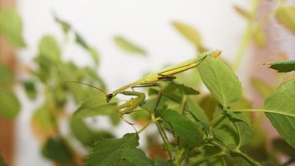 mantis on leaves