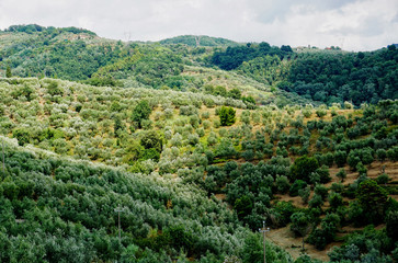 Fototapeta na wymiar Olive tree Toscana