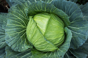 Obraz premium cabbage in the garden