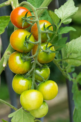 grüne tomaten am strang