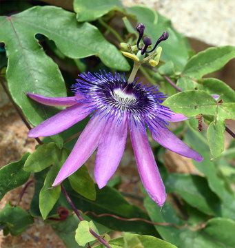 Passionsblume, Passiflora Violacea, Violette