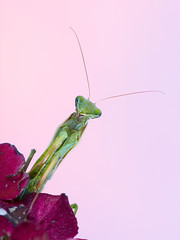 mantide