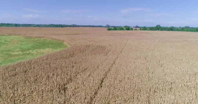 Take flight over a farmers field that is ready to be harvested.