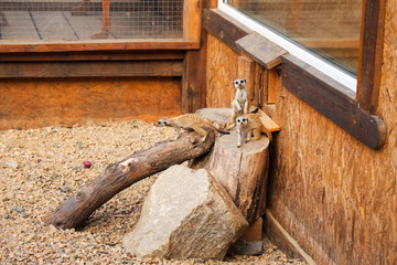 Meerkats (surikats) wild animals in the cage of zoo