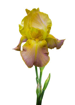 flower yellow iris isolated on white background