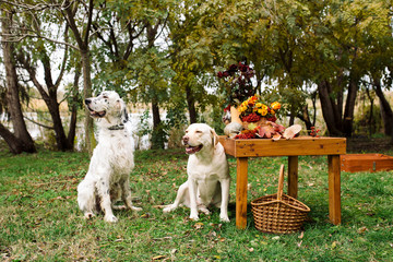 two dogs sitting in autumn on picnic in park. English setter and Labrador retriever outdoor  with...