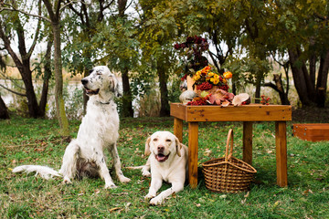 two dogs sitting in autumn on picnic in park. English setter and Labrador retriever outdoor  with...