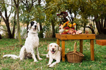 two dogs sitting in autumn on picnic in park. English setter and Labrador retriever outdoor  with...