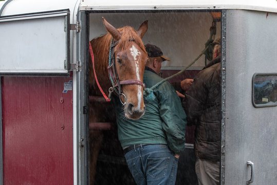 Pferdemarkt Bilder Durchsuchen 10,096 Archivfotos, und