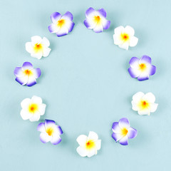 Purple and white frangipani flowers frame on blue wooden background